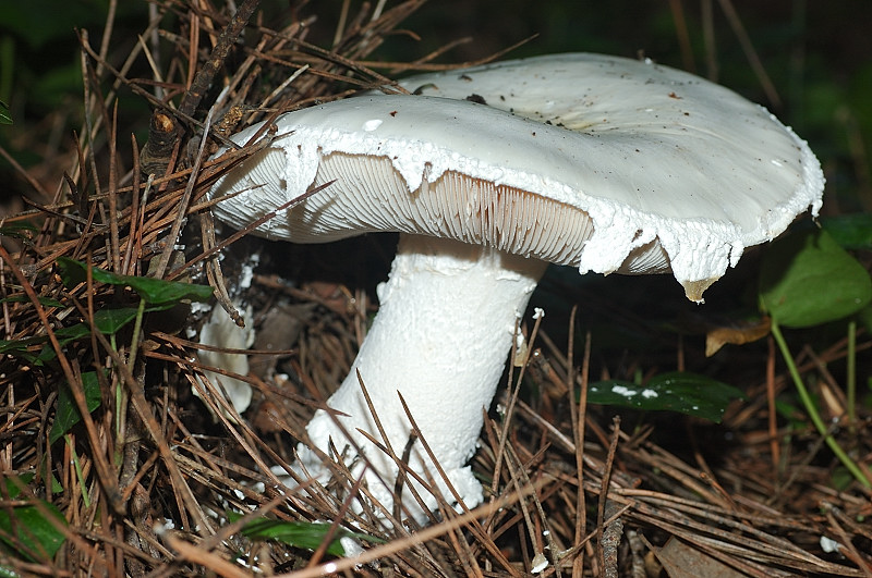 Il mondo dei funghi a Ostia